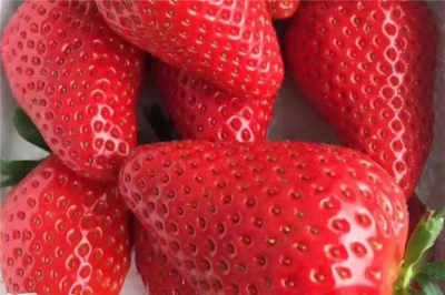 武汉东西湖奶油草莓苗 新闻 超丰产品种
