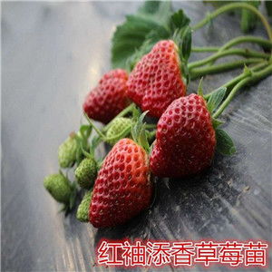 零售价格 邯郸武安四季草莓苗 一亩地种多少颗
