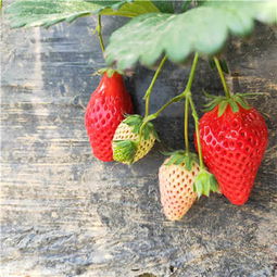 务川 当年天香草莓苗新报价 新闻摘要 草莓苗成活率高 低价热销