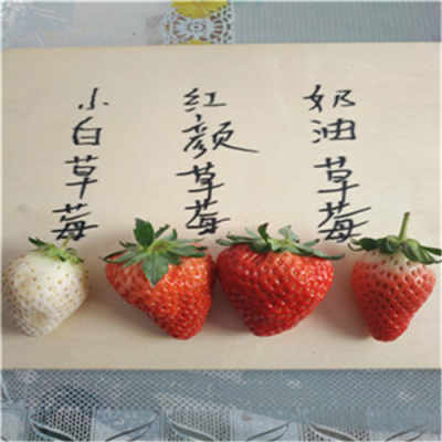 新闻贺州甜查理草莓苗一棵多少钱