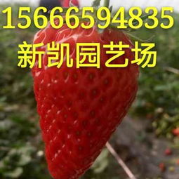 浙江衢州太空草莓苗 新闻 种植技术 今天这里卖多少钱
