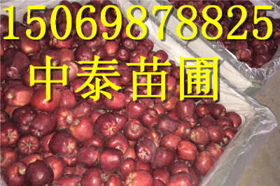 黑龙江哈尔滨 耐旱蜜桃皇后苹果树苗新闻图片种植要求